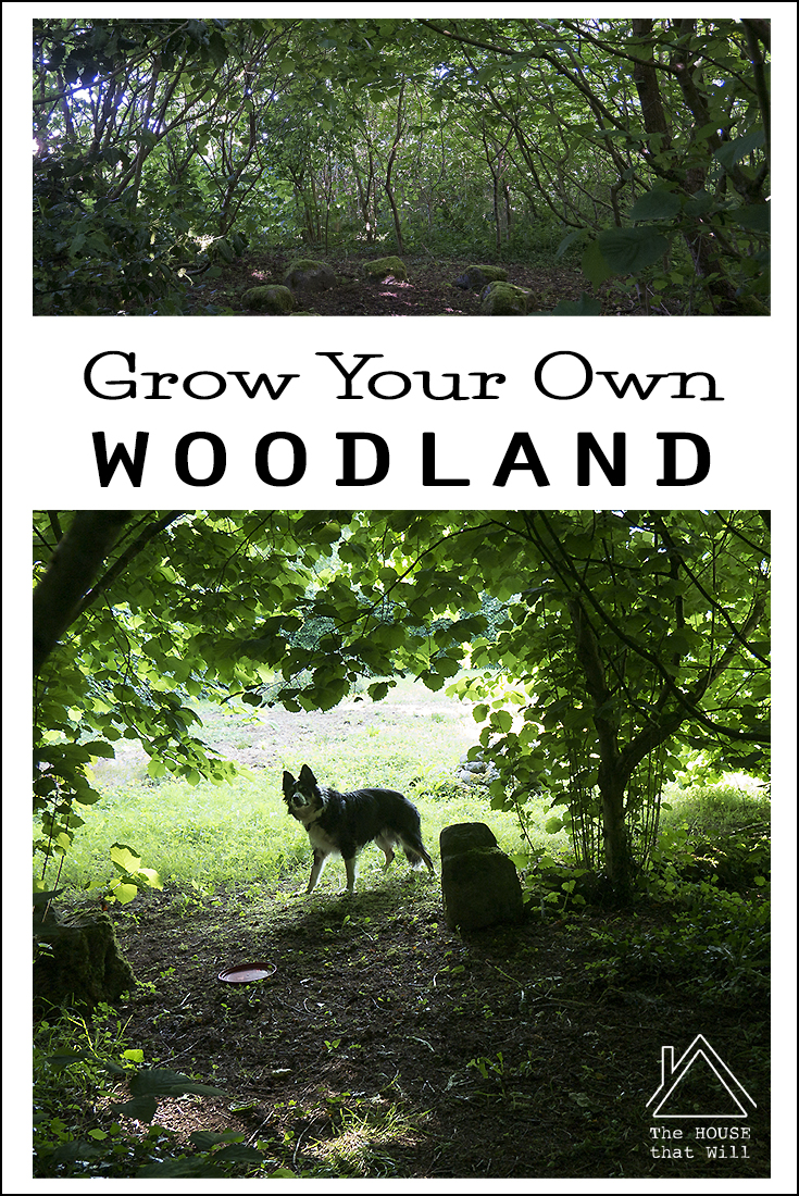The House that Will | How to Grow a Woodland
