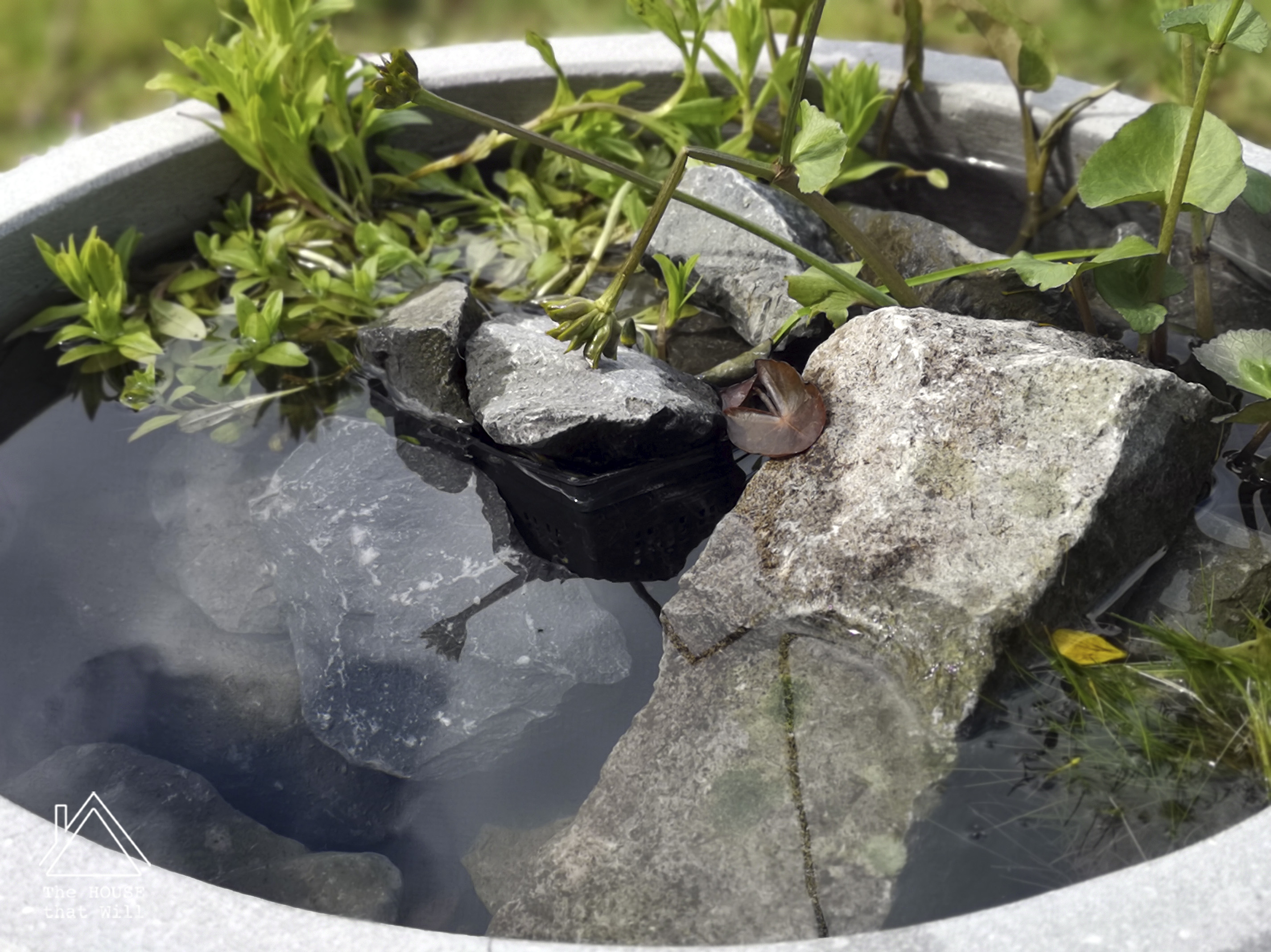 The House that Will | How to Creat a Mini Water Garden Wildlife Pond